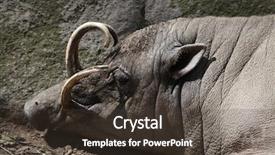  Presentation with sulawesi - Cool new presentation theme with celebation - sulawesi babirusa babyrousa celebensis wild backdrop and a  colored foreground