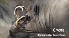  Presentation with sulawesi - Beautiful slide set featuring celebation - sulawesi babirusa babyrousa celebensis wild backdrop and a  colored foreground