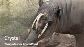  Presentation with sulawesi - Beautiful slides featuring celebation - sulawesi babirusa babyrousa celebensis wild backdrop and a gray colored foreground