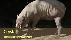  Presentation with sulawesi - PPT layouts consisting of celebation - sulawesi babirusa babyrousa celebensis wild background and a  colored foreground
