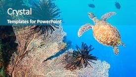  Presentation with coral - Amazing slide set having celebation - turtle swimming underwater backdrop and a teal colored foreground