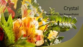  Presentation with flowers - Slide set consisting of celebation teacher day - nice flowers background and a coral colored foreground