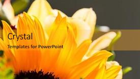  Presentation with flowers - Beautiful PPT theme featuring celebation teacher day - nice flowers backdrop and a gold colored foreground