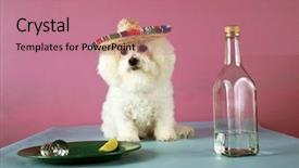  Presentation with celebrate - Colorful PPT theme enhanced with celebrate cinco de mayo backdrop and a coral colored foreground