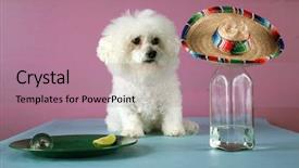  Presentation with celebrate - PPT theme featuring celebrate cinco de mayo background and a coral colored foreground