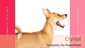  Presentation with celebrate - Presentation consisting of celebrate-this-may-national-pet background and a coral colored foreground