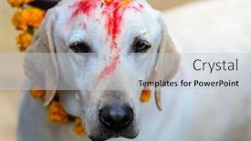  Presentation with festival in the philippines - PPT layouts consisting of celebrating-kukur-tihar-festival background and a lemonade colored foreground