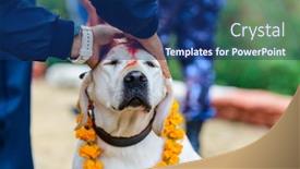  Presentation with kathmandu - Beautiful theme featuring celebrating-kukur-tihar-festival backdrop and a navy blue colored foreground