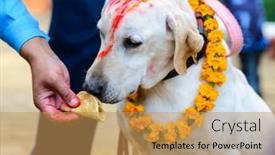  Presentation with kathmandu - Slide deck featuring celebrating-kukur-tihar-festival background and a yellow colored foreground