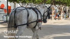  Presentation with spanish culture - PPT layouts having celebrating-spanish-culture-traditional-horses background and a gray colored foreground