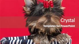  Presentation with red and gold - Colorful slides enhanced with celebration elit - puppy yorkshire terrier backdrop and a tawny brown colored foreground