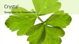  Presentation with celery - Cool new presentation theme with celery isolated on white backdrop and a yellow colored foreground