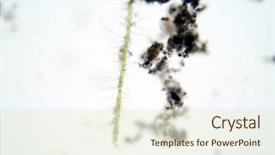 Presentation with algae - Cool new PPT layouts with cell biology - algae and microscopic animals backdrop and a cream colored foreground