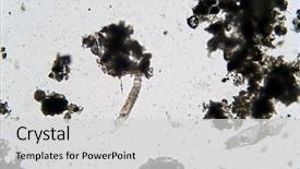  Presentation with pond - Audience pleasing slide set consisting of cell biology - algae and microscopic animals backdrop and a light gray colored foreground