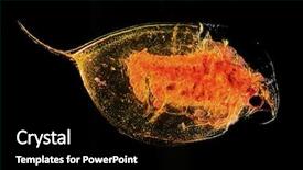  Presentation with flea - Theme with cell biology - full focus microscopic image background and a black colored foreground