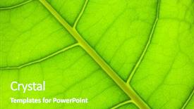  Presentation with green leaf water drops - Cool new PPT theme with cell biology - green leaf background backdrop and a shamrock green colored foreground