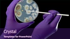  Presentation with bacterium - Theme consisting of cell biology - hand in violet glove holds background and a violet colored foreground