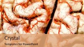  Presentation with brain cell - Amazing slides having cell biology - human brain closeup backdrop and a coral colored foreground