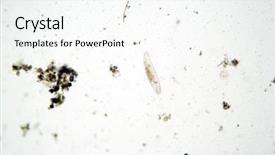  Presentation with fresh water - Slide deck enhanced with cell biology - microscopic animals in stagnant fresh background and a sky blue colored foreground