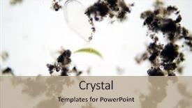  Presentation with fresh water - Amazing PPT theme having cell biology - microscopic animals in stagnant fresh backdrop and a coral colored foreground