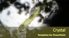  Presentation with duck - Amazing presentation design having cell biology - microscopic life in a drop backdrop and a tawny brown colored foreground