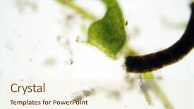  Presentation with under water life - Beautiful slides featuring cell biology - microscopic life in pond water backdrop and a cream colored foreground