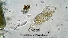  Presentation with cell biology - Cool new PPT theme with cell biology - microscopic photograph of a ciliate backdrop and a light gray colored foreground