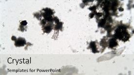  Presentation with rotifer - Audience pleasing PPT layouts consisting of cell biology - rotifer is a microscopic animal backdrop and a light gray colored foreground