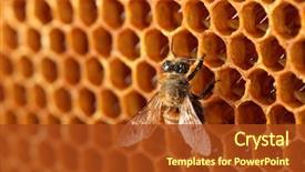  Presentation with honey bee - PPT theme having cell biology - yellow beautiful honeycomb with honey background and a tawny brown colored foreground