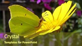  Presentation with butterfly - Beautiful PPT theme featuring cell sorting - butterfly on flower backdrop and a tawny brown colored foreground