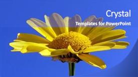  Presentation with chrysanthemum - PPT theme consisting of cell sorting - chrysanthemum illuminated bright sun background and a cobalt blue colored foreground