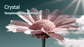  Presentation with sun flares on a blue - Audience pleasing presentation consisting of cell sorting - chrysanthemum illuminated bright sun backdrop and a ocean colored foreground