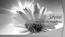  Presentation with chrysanthemum - Amazing presentation theme having cell sorting - chrysanthemum backdrop and a light gray colored foreground