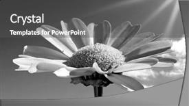  Presentation with chrysanthemum - PPT theme consisting of cell sorting - chrysanthemum background and a dark gray colored foreground