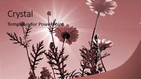  Presentation with chrysanthemum - Cool new slides with cell sorting - chrysanthemum backdrop and a coral colored foreground