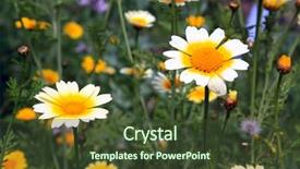  Presentation with chrysanthemum - Amazing theme having cell sorting - chrysanthemum backdrop and a tawny brown colored foreground