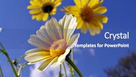  Presentation with garden - Amazing theme having cell sorting - chrysanthemums in garden backdrop and a ocean colored foreground