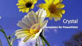  Presentation with garden - Beautiful presentation theme featuring cell sorting - chrysanthemums in garden backdrop and a ocean colored foreground