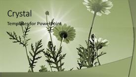  Presentation with chrysanthemum - Presentation theme having cell sorting - flowerses of the chrysanthemum background and a mint green colored foreground