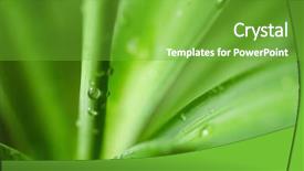  Presentation with water drops - Theme featuring cell biology plant - water drops on an green background and a shamrock green colored foreground