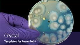  Presentation with bacterium - Cool new PPT theme with cell culture - hand in violet glove holds backdrop and a violet colored foreground