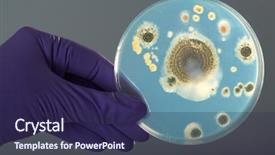  Presentation with bacterium - PPT layouts having cell culture - hand in violet glove holds background and a navy blue colored foreground