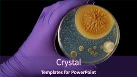  Presentation with bacterium - Audience pleasing slide deck consisting of cell culture - hand in violet glove holds backdrop and a violet colored foreground