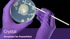  Presentation with bacterium - Slides with cell culture - hand in violet glove holds background and a violet colored foreground