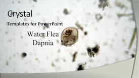  Presentation with fresh water - Audience pleasing presentation theme consisting of cell division - microscopic fresh water animal water backdrop and a sky blue colored foreground