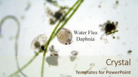  Presentation with flea - Presentation featuring cell division - microscopic fresh water animal water background and a soft green colored foreground