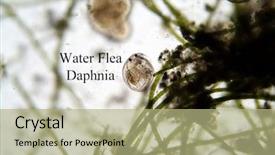  Presentation with flea - Cool new presentation design with cell division - microscopic fresh water animal water backdrop and a mint green colored foreground