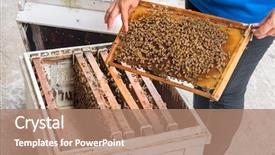  Presentation with honeycomb - Beautiful theme featuring cell extraction - woman showing bees backdrop and a coral colored foreground