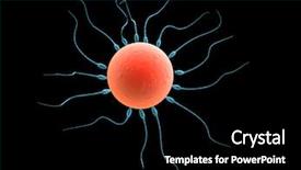  Presentation with egg - Audience pleasing PPT theme consisting of cell fibroblast - sperms and egg backdrop and a black colored foreground