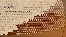  Presentation with insect macro of mosquito aedes - PPT layouts enhanced with cell layers - macro of honeycell background and a soft green colored foreground